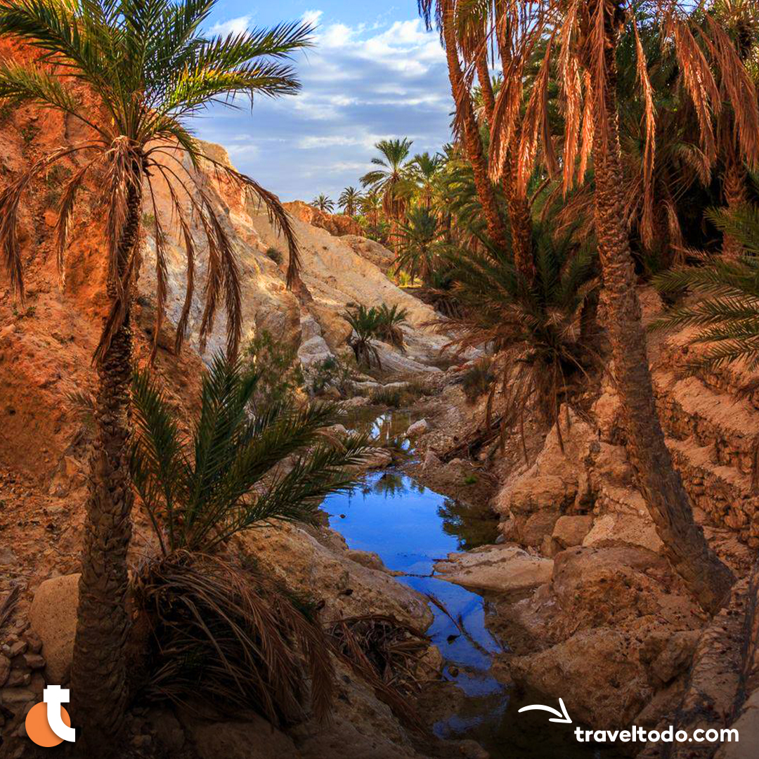 l'oasis tunisie